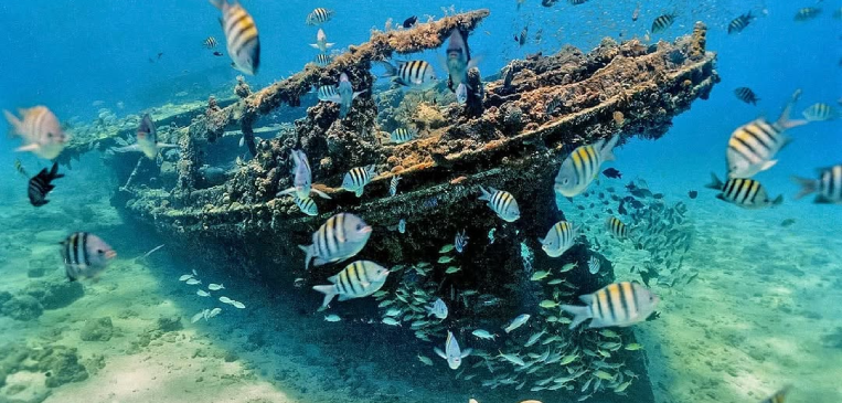 Snorkelling in Barbados at Carlisle Bay