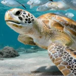 Swimming with turtles at Carlisle Bay in Barbados