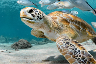 Swimming with turtles at Carlisle Bay in Barbados