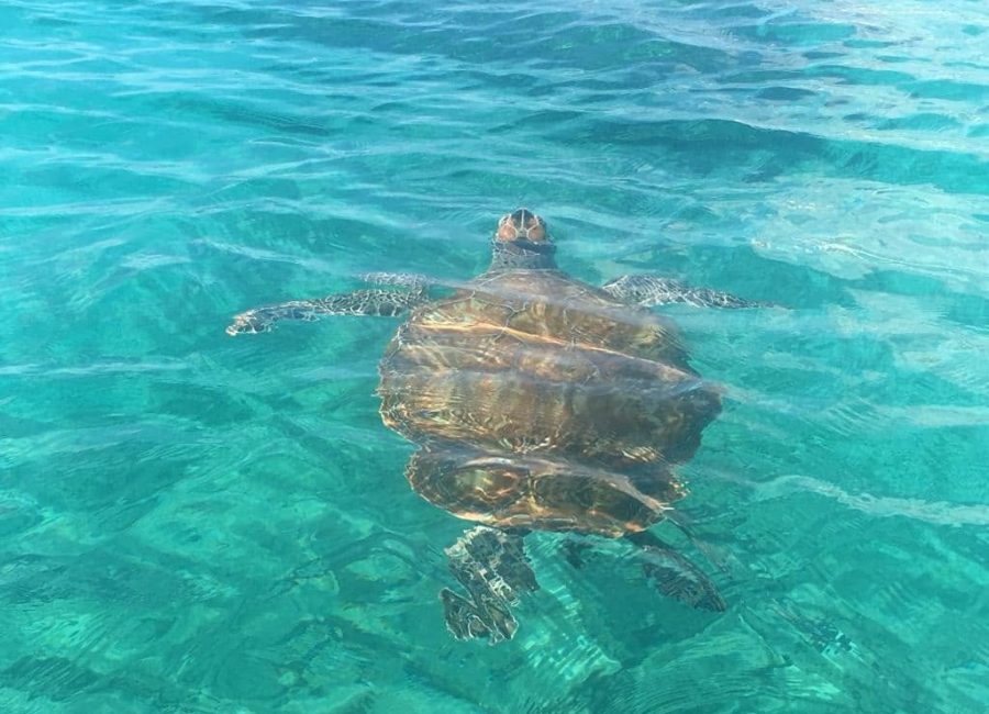 Snorkelling with Turtles in Barbados: Best Places, Tours & Advice
