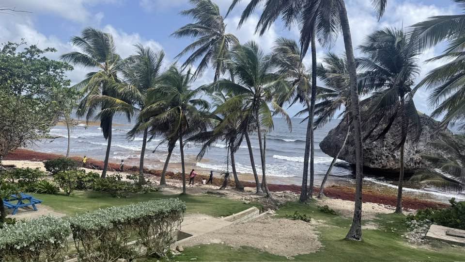 Workers cleaning seaweed from Bathsheba Beach in Barbados