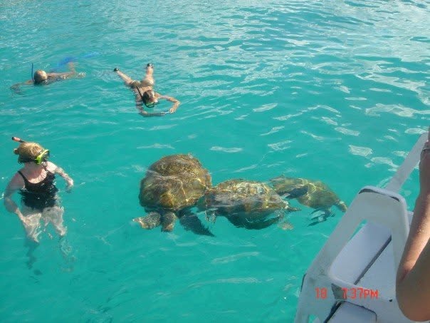 People snorkelling near sea turtles in Barbados