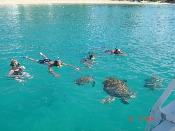 A group snorkelling with sea turtles in Barbados